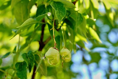 Staphylea pinnata - klokoč zpeřený - plod (tobolka)